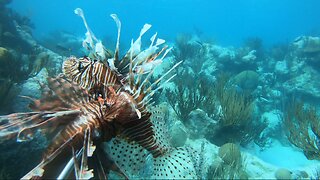 Scuba Diving at Watch Hill Park, Bermuda