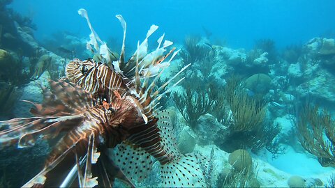 Scuba Diving at Watch Hill Park, Bermuda