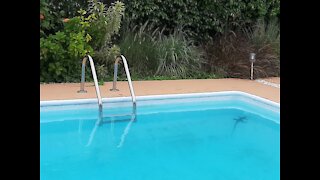 Rescue the Iguana from the Pool