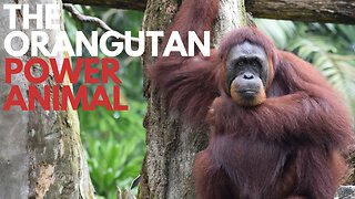 Orangutan Power Animal