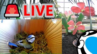 🚨23/03/23🏴󠁧󠁢󠁥󠁮󠁧󠁿Bird Nest Box - Blue Tit Nest Building Stage