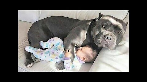 Nanny dog thoroughly enjoys babysitting his little sister