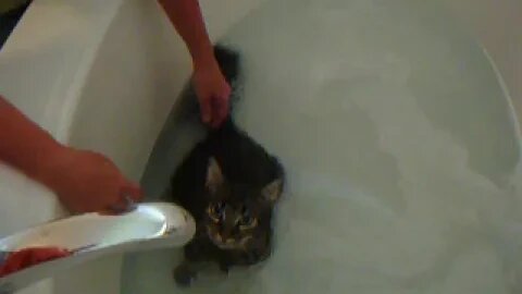 BB Cat bath
