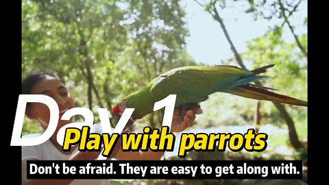 Talking Parrot