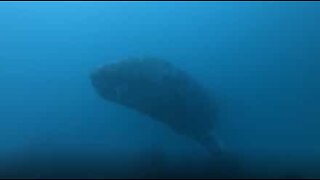 Majestic gray whale surprises divers in California