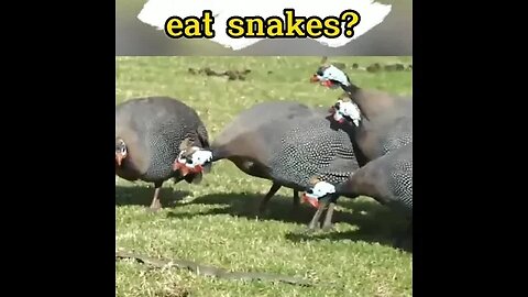 Guinea fowl eat snakes? #shorts