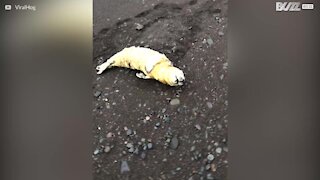 Un bébé phoque coincé sur une plage