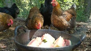 chickens eating watermelon