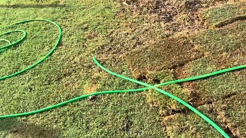 Tahoma 31 Bermuda Grass 5 days out #viral #home #lawn #himalayas #frozen #drought #tolérance #dog