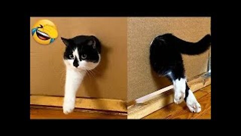 Funny Animal Videos 2022 Dogs And Cats Videos Funniest