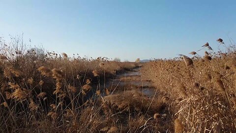 A cold wind blows through the frozen reed forest.