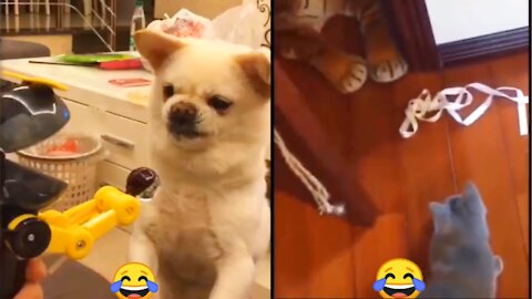 Wierd😳😳 and Funny 🤣😁🤣 pet compilation