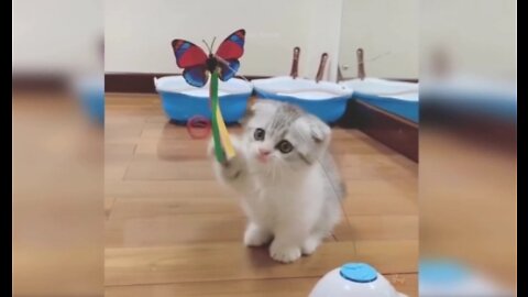 Playing Kitten