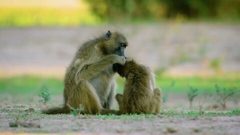 Mother monkey is catching fleas for her baby