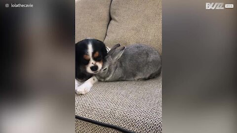 Coniglietta aiuta ad alleviare la malattia della cagnolina Lola