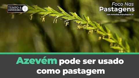 Azevém pode ser usado como pastagem em regiões de clima temperado? Foco nas Pastagens responde