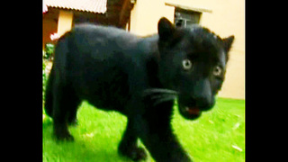 Baby Black Panthers