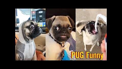 Pug Funny comedy Moments - Cute Dog Videos | Pets Funny Pets Funny