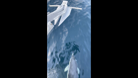 7/16/2022 School of Dolphin escort the Mary Alice to the Butterfish Hole