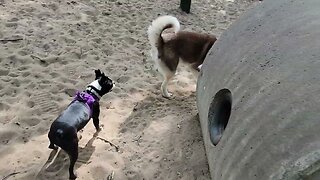 Daria and Leela's first joint dog park trip #bostonterrier