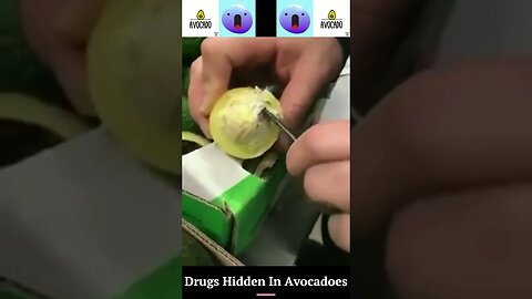 Hiding Cocaine In Avocadoes #shorts