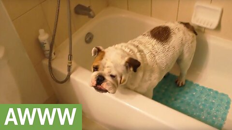 Dogs just don't want to bath - Funny dog bathing compilation