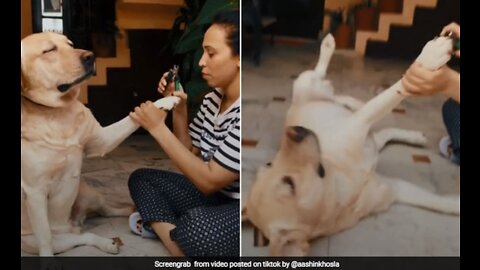Pitbull vs Rottweiler _ nails cutting reactions _ mafia the pitbull dog