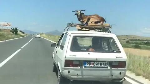 Most relaxed goat alive hitches ride on top of car