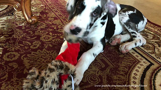 Great Dane puppy gets his first taste of Christmas