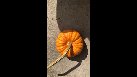 This Pumkin POKED ME!!