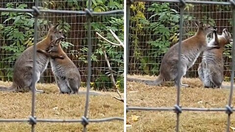 probably my favorite moment at the greater vancouver zoo ! Watching these 2 Wallabies cuddling