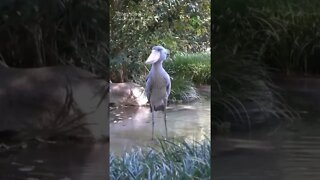 Shoebill Caminhando no Riacho