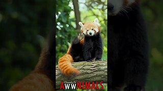 🤗 #AwwNIMALS - Fiery Fur Tales: Red Panda's Head-scratching Delight 💕