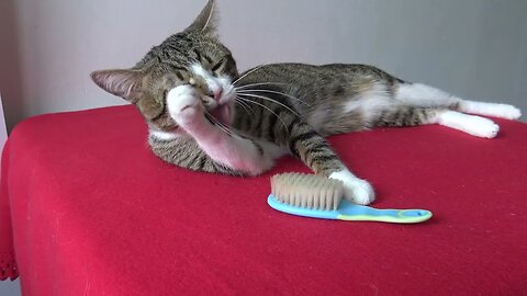 It Is Brushing Time for the Cat