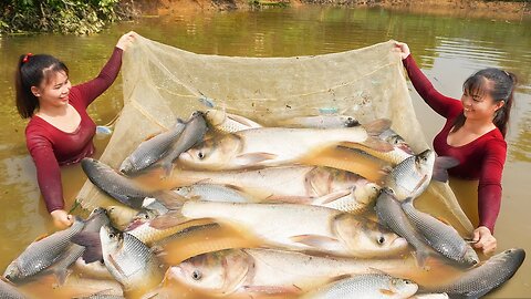 Harvesting A Lot Of Big Fish Goes To Market Sell - Cooking Fish | Phương Free Bushcraft