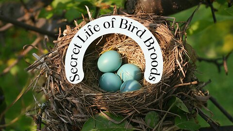 How Many Broods Do Birds Have Per Year?