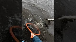 How NOT to net a fish... #shorts #kayakfishing