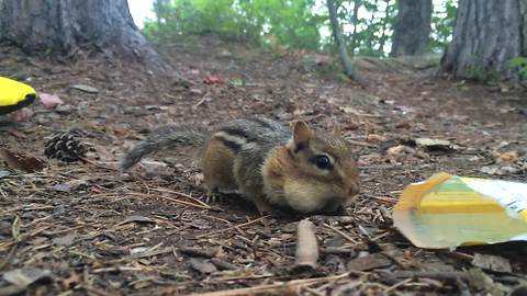 Chipmunk Obsessed With M&Ms