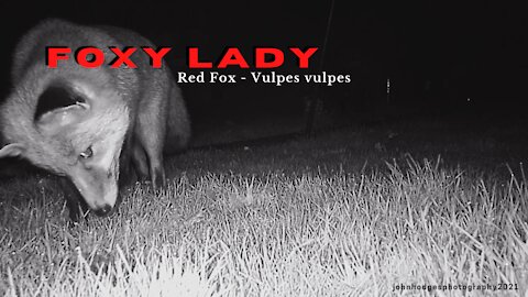 Foxy Lady - Our cute, resident Red Fox