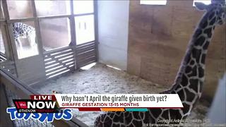 Why hasn't April the giraffe given birth yet?