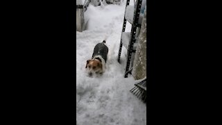 Cute beagle loves snow