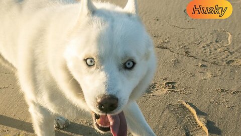 Neurodivergent husky walks with a prance and inspires people around the world