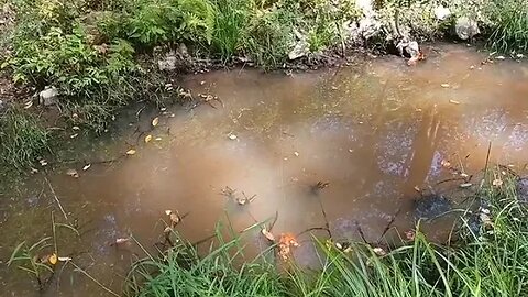 Pond Goldfish as survival Food