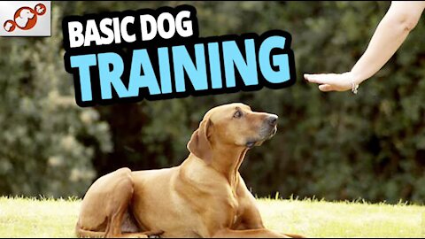 TOP 10 Essential Commands Every Dog Should Know! - Dog Training