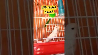 مسابقة تحفيظ طائر الحسون