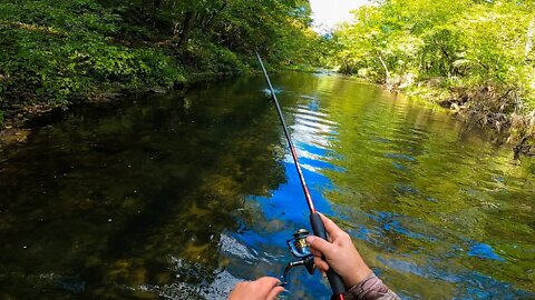 Creek Fishing for FALL Brook and Brown Trout