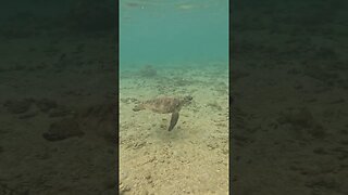 Swimming with Sea Turtle