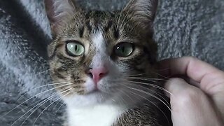 Cat Likes Pets