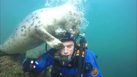 'Inquisitive' seals ask diver to remove his mask