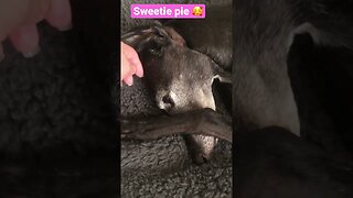 Cute greyhound